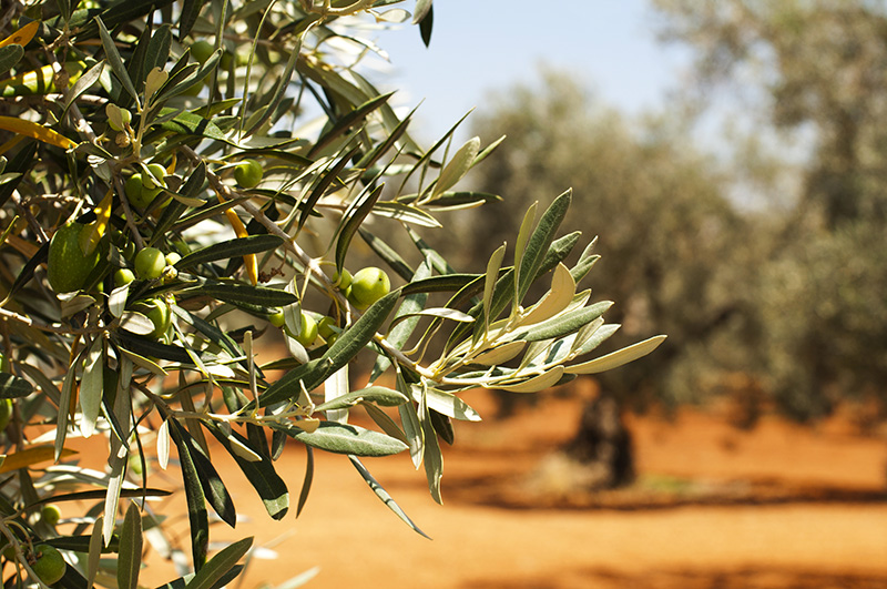 Food: La Strada dell’Olio